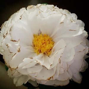 Meet your Posher, Val